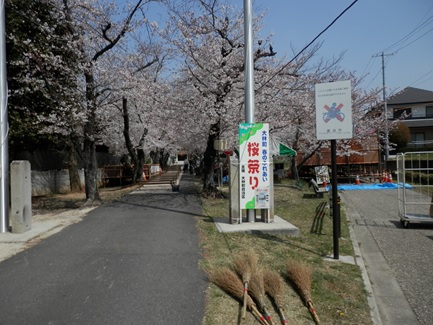 鹿島神社参道の桜