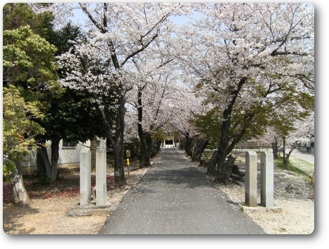 鹿島神社参道の桜　神社方向を望む