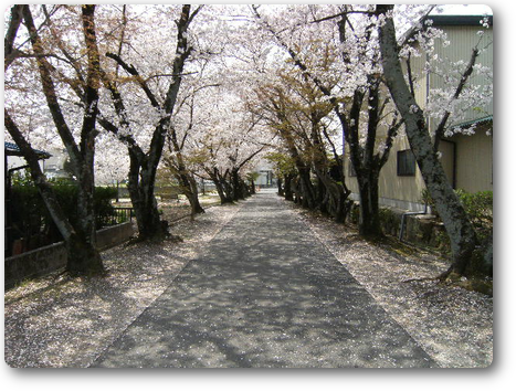 鹿島神社参道の桜　鳥居から参道を望む
